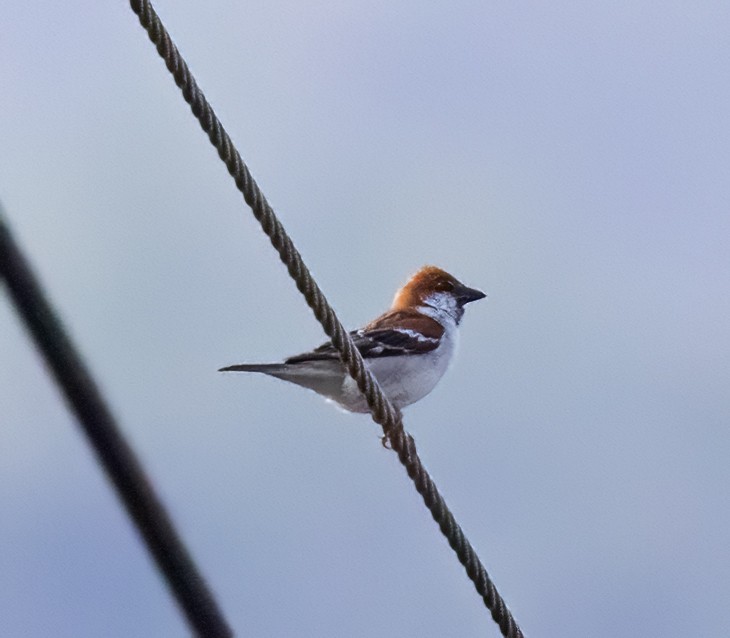 Russet Sparrow - ML641710800