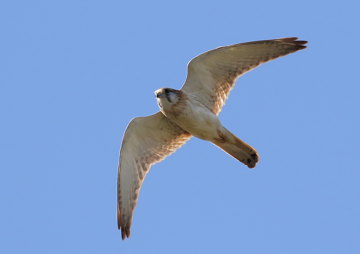 Nankeen Kestrel - Michael Rutkowski