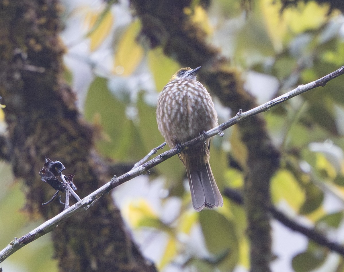 Spot-necked Bulbul - ML641710817