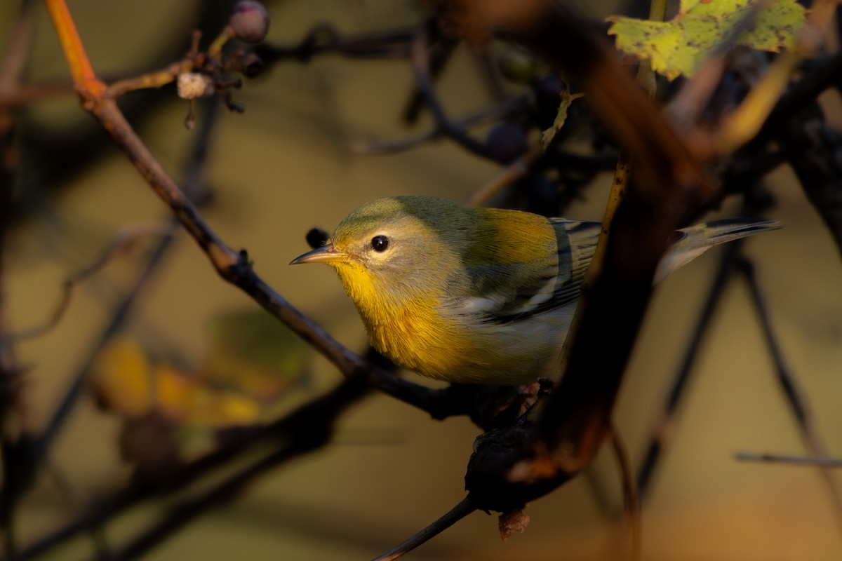 Northern Parula - ML641710843