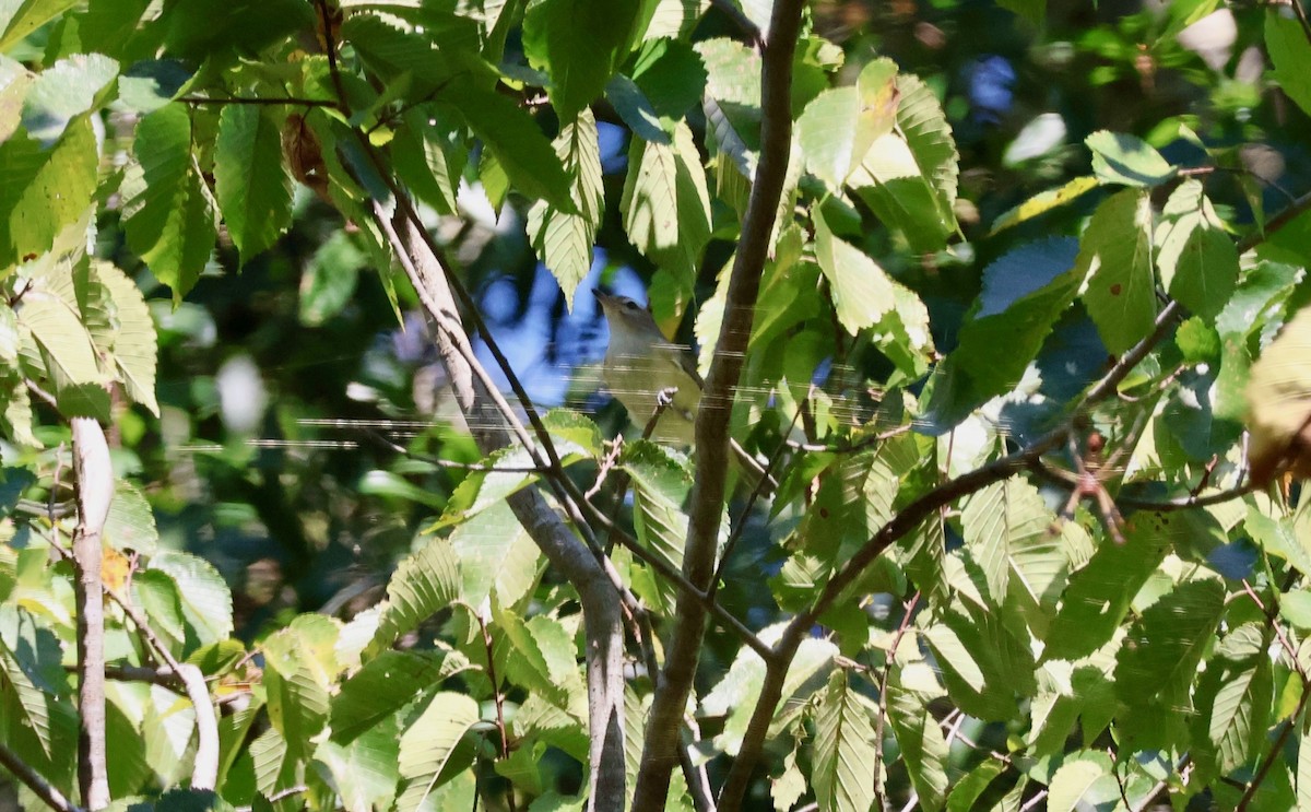 Warbling Vireo - ML641710860