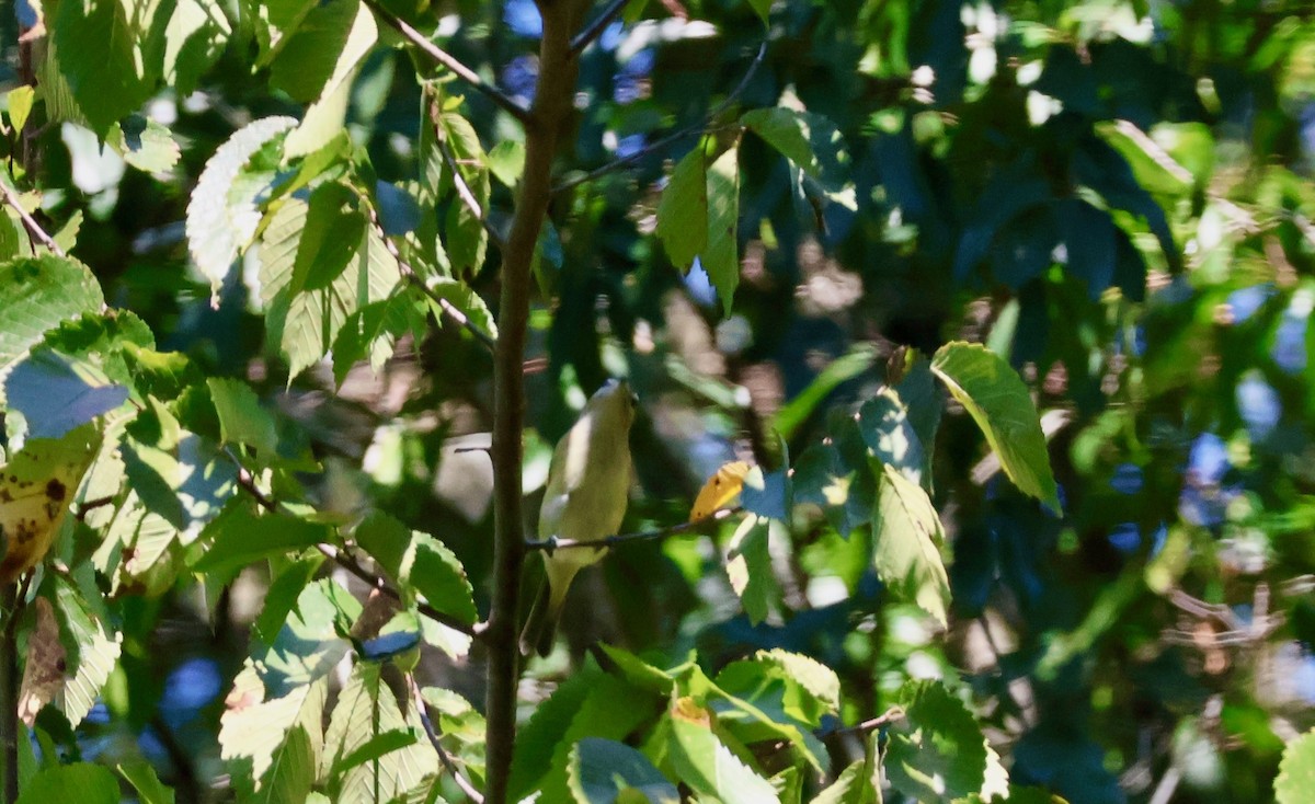 Warbling Vireo - ML641710861