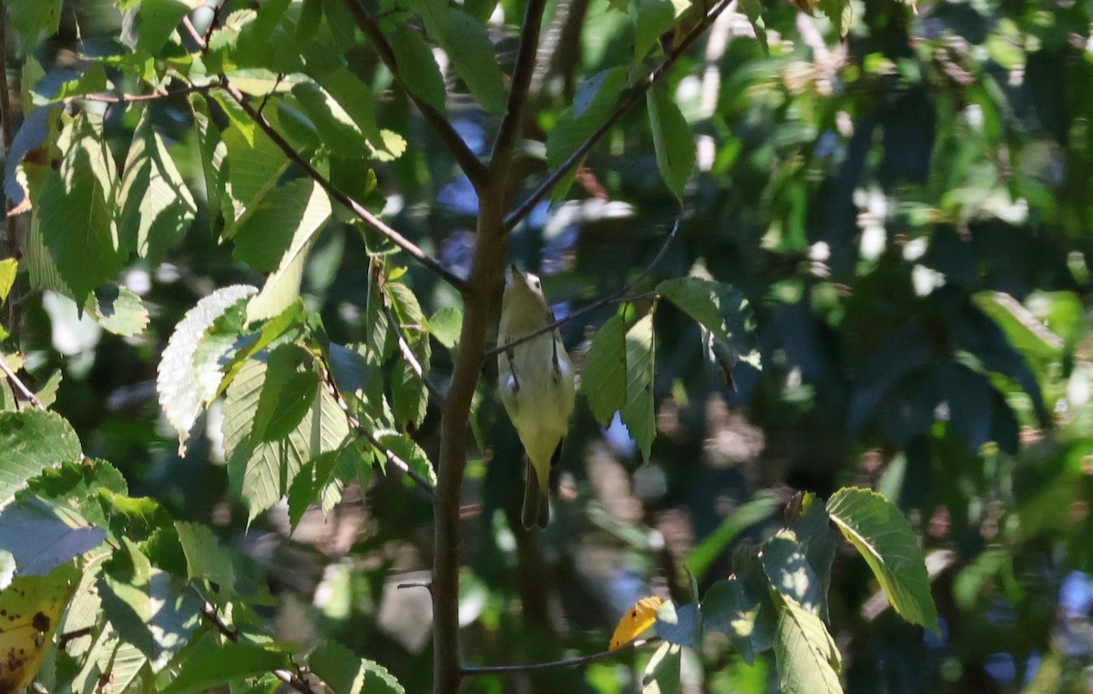 Warbling Vireo - ML641710862