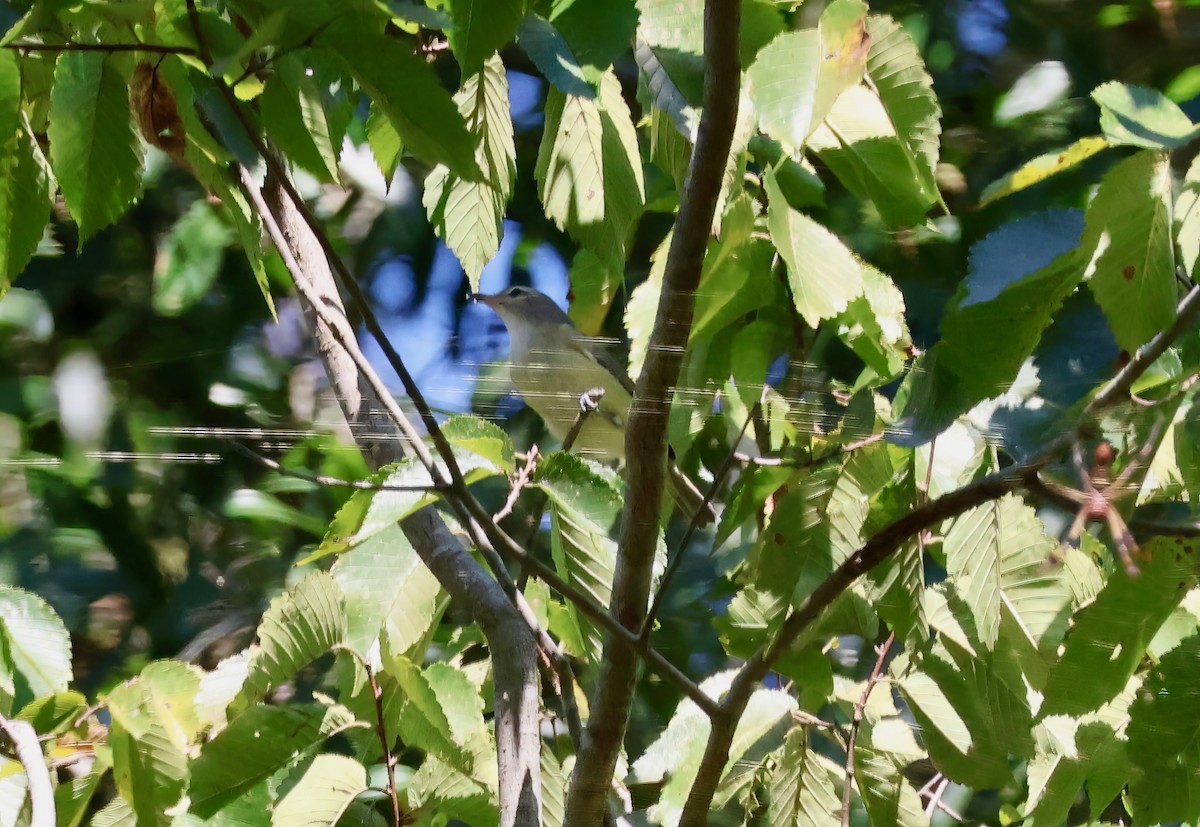 Warbling Vireo - ML641710863