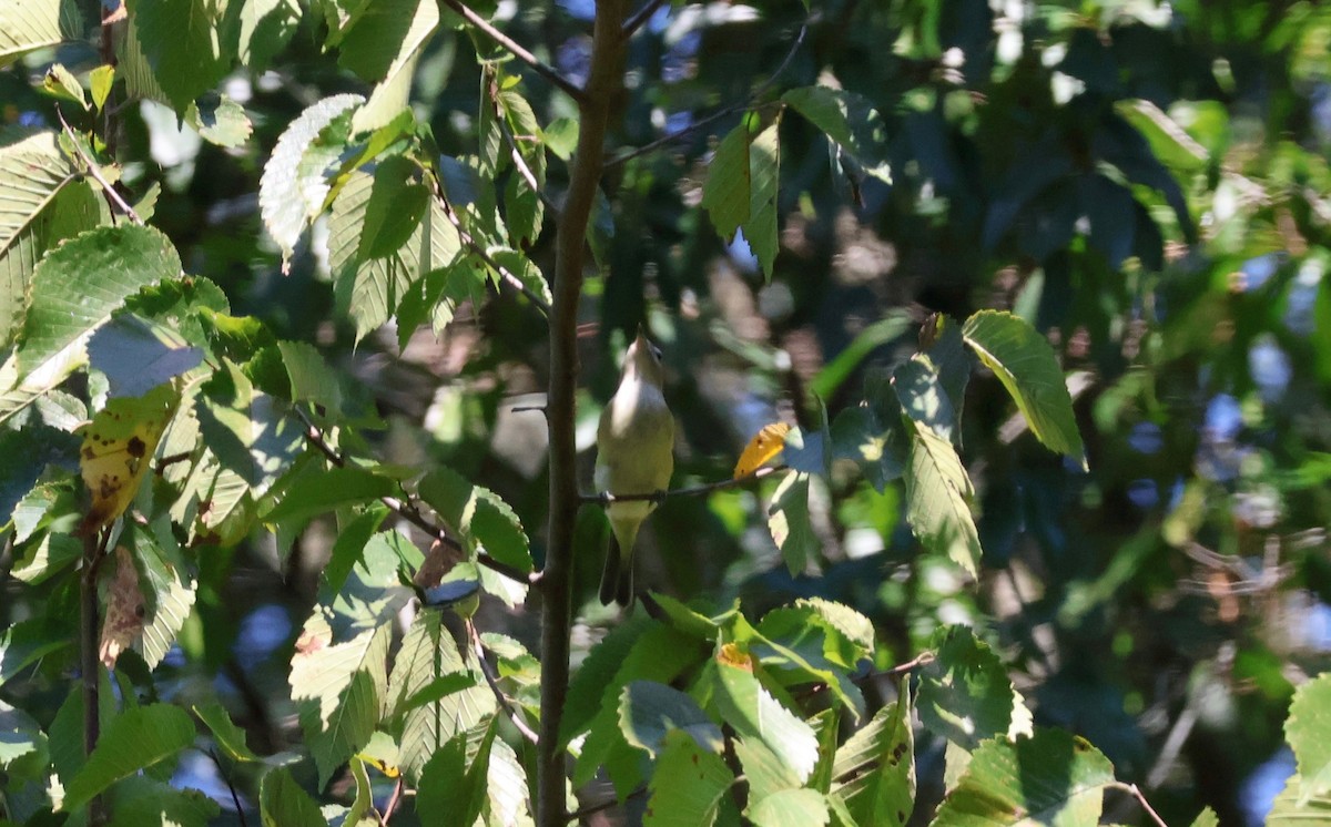 Warbling Vireo - ML641710864