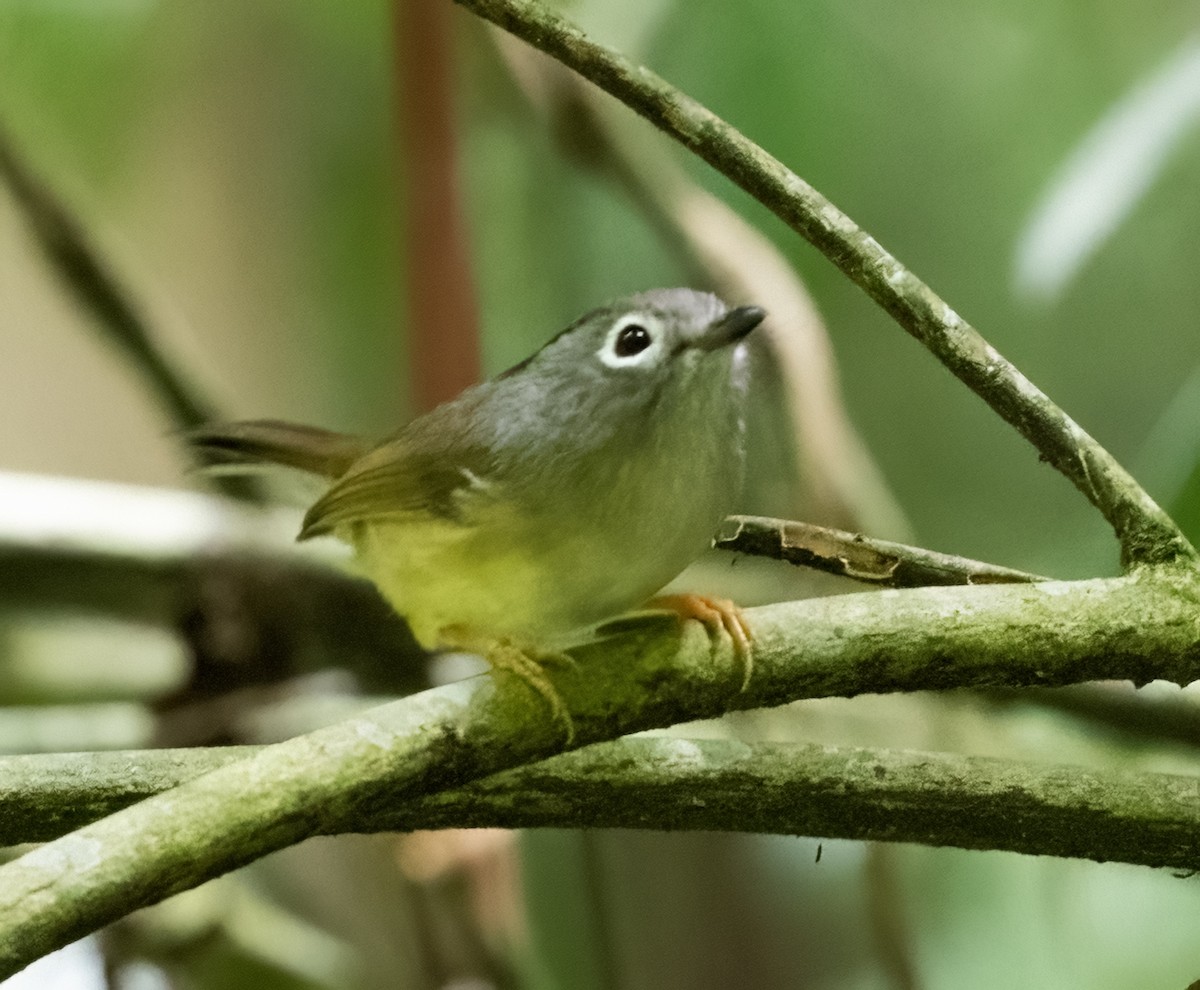 Morrison's Fulvetta - ML641710875