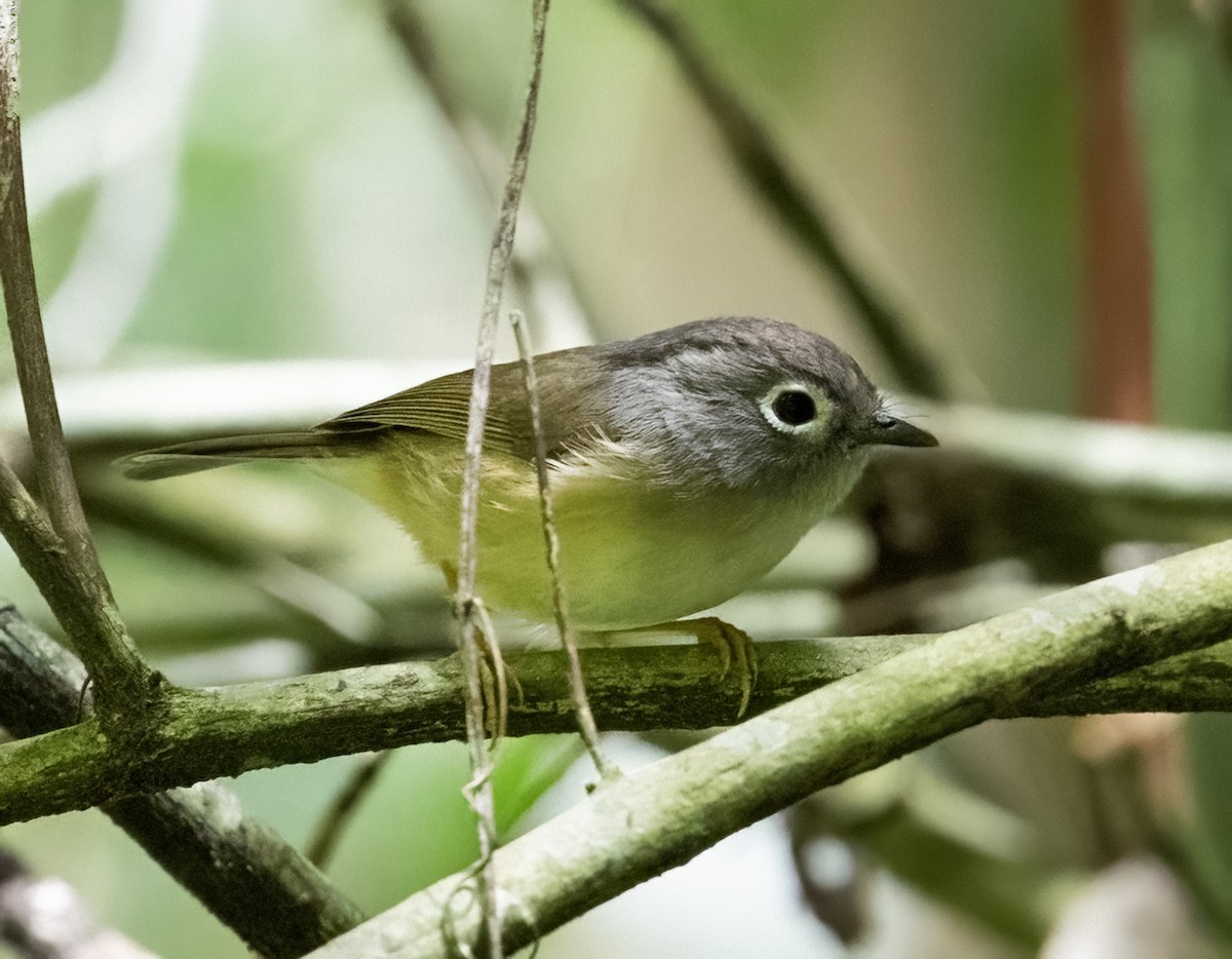 Morrison's Fulvetta - ML641710876
