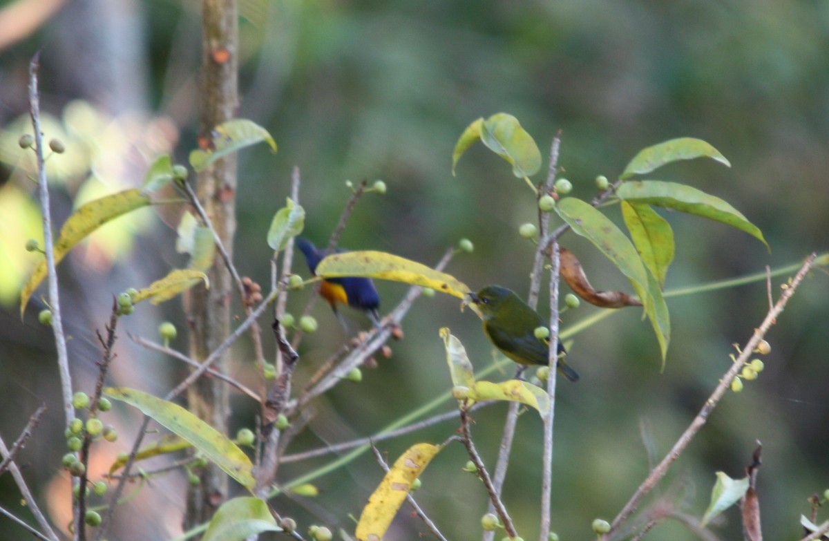 Rufous-bellied Euphonia - ML641710935