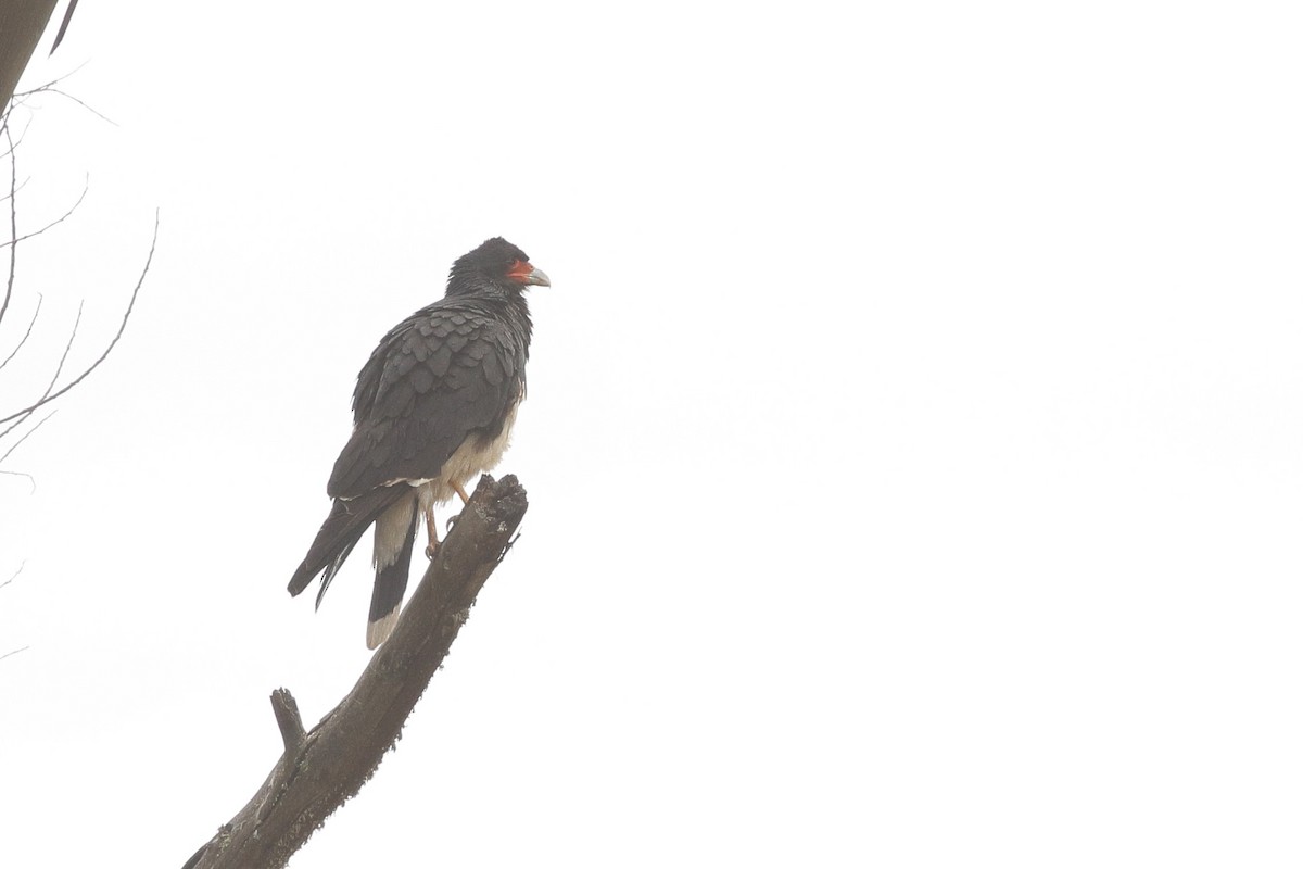 Mountain Caracara - ML641710952