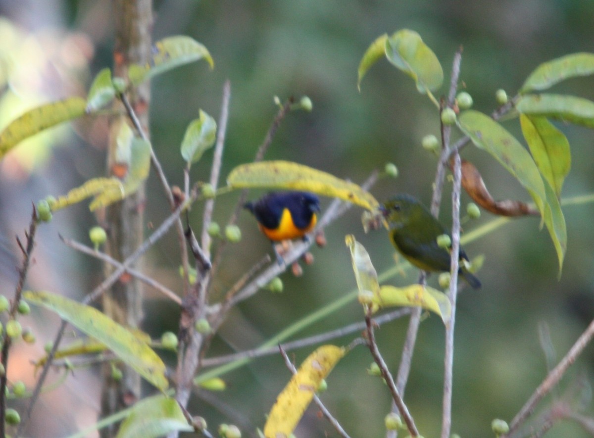 Rufous-bellied Euphonia - ML641711004