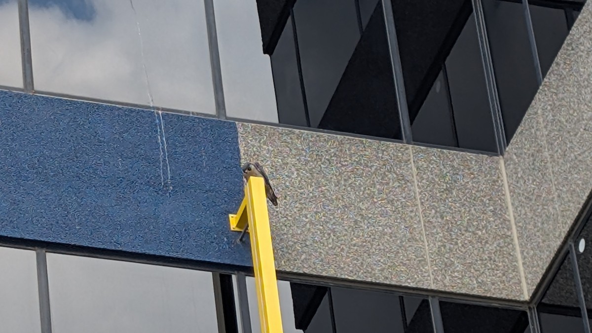 Peregrine Falcon - ML641711069