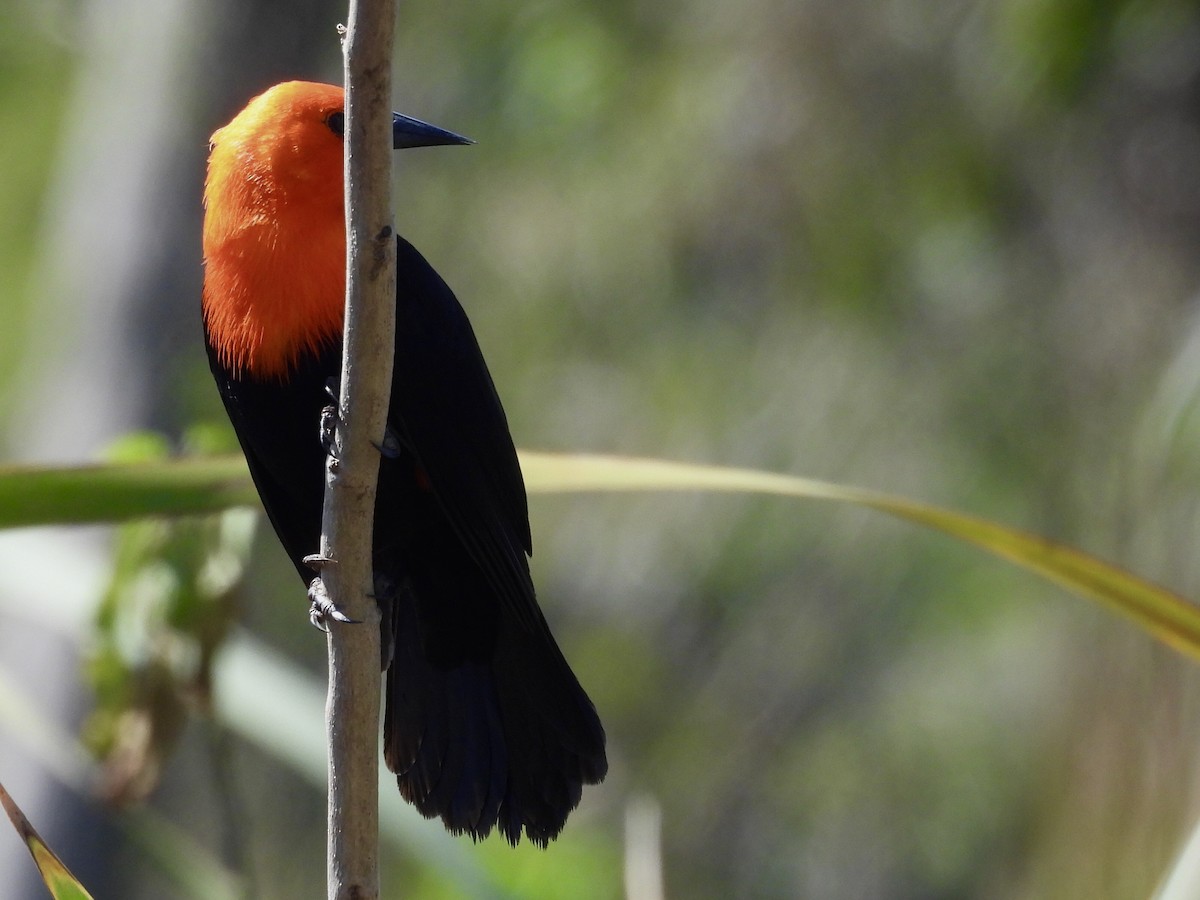 Scarlet-headed Blackbird - ML641711132