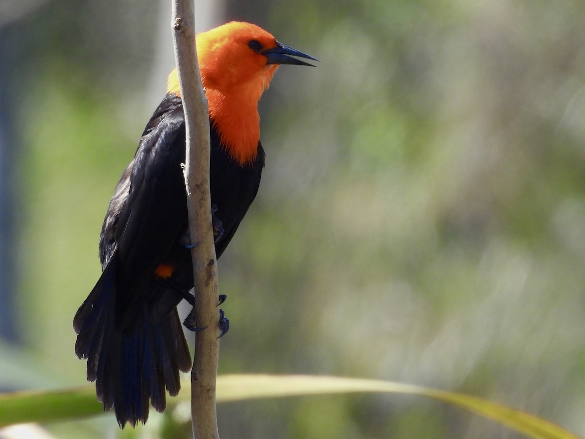 Scarlet-headed Blackbird - ML641711133
