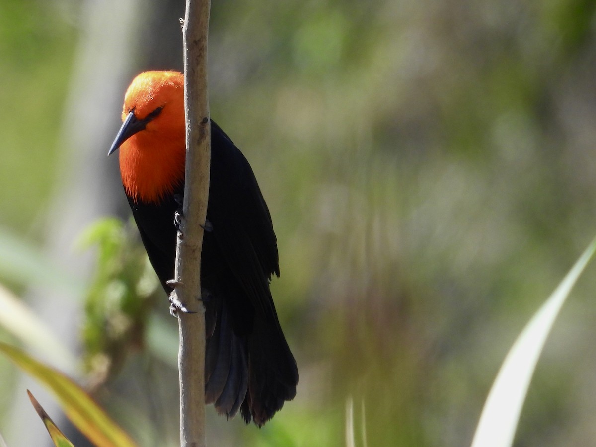 Scarlet-headed Blackbird - ML641711134