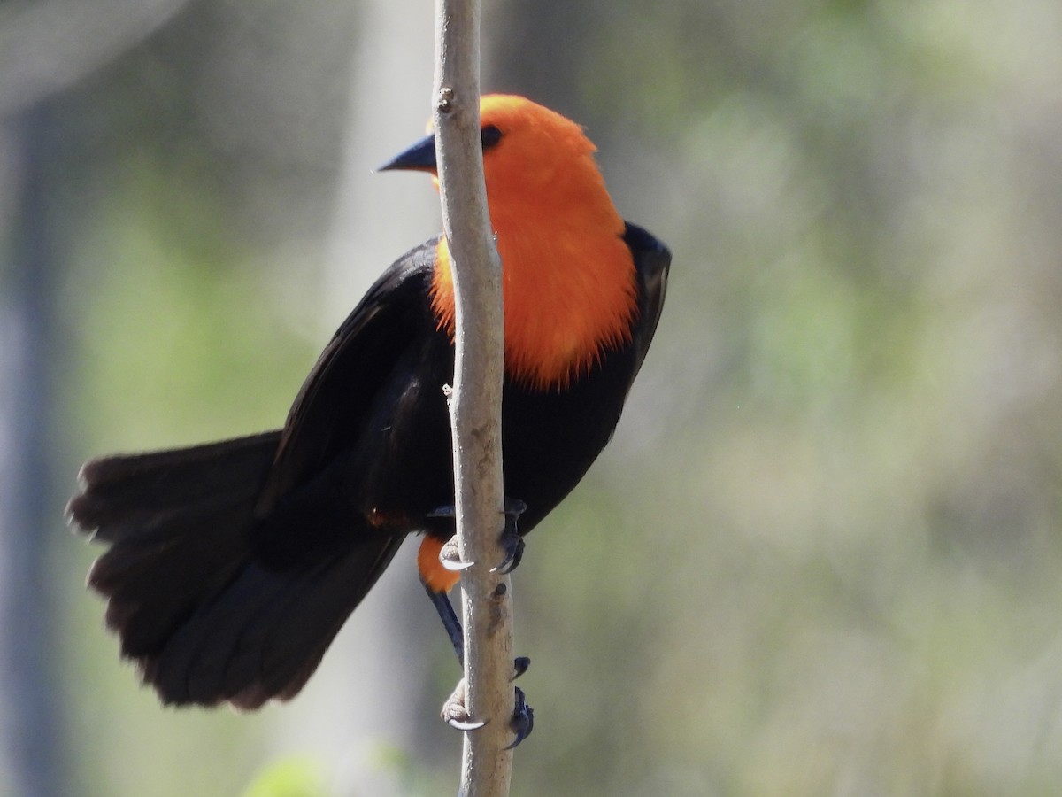 Scarlet-headed Blackbird - ML641711136