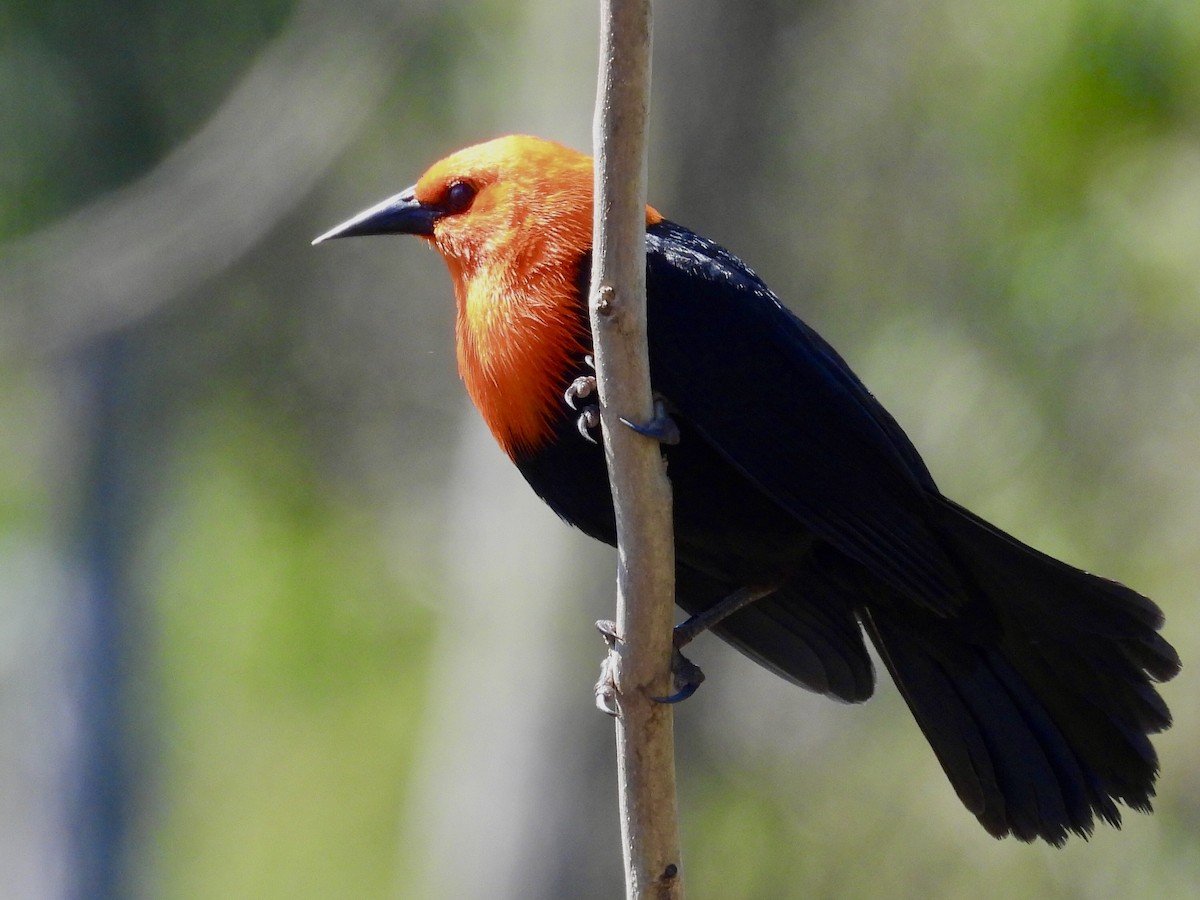 Scarlet-headed Blackbird - ML641711137