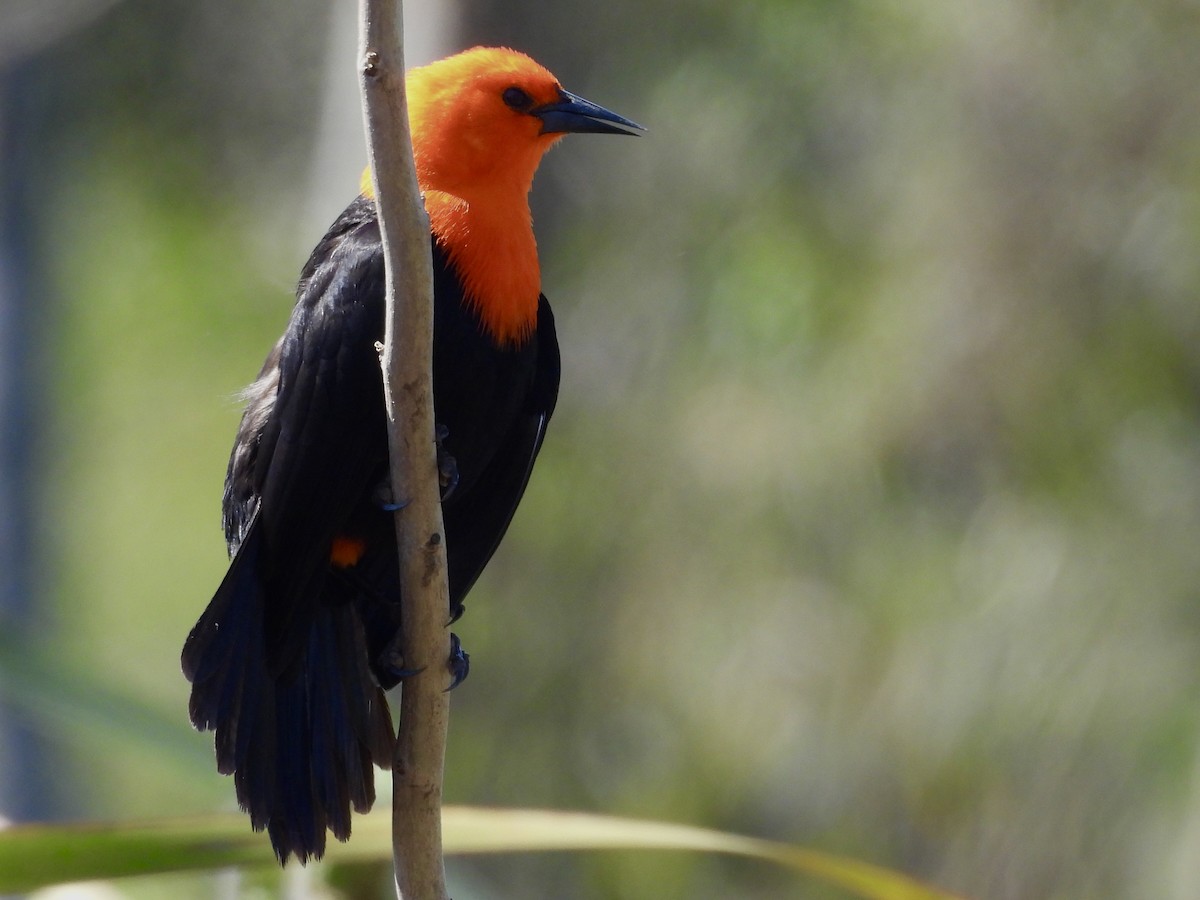 Scarlet-headed Blackbird - ML641711138
