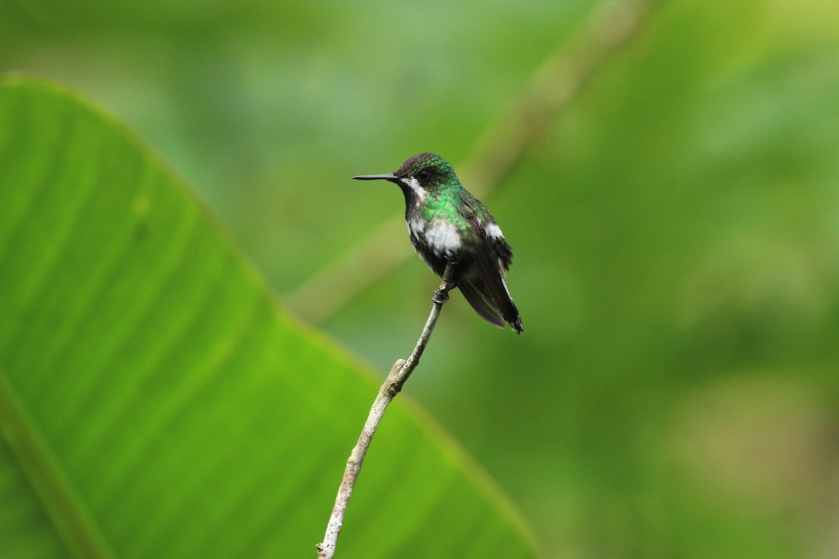 Green Thorntail - ML641711230