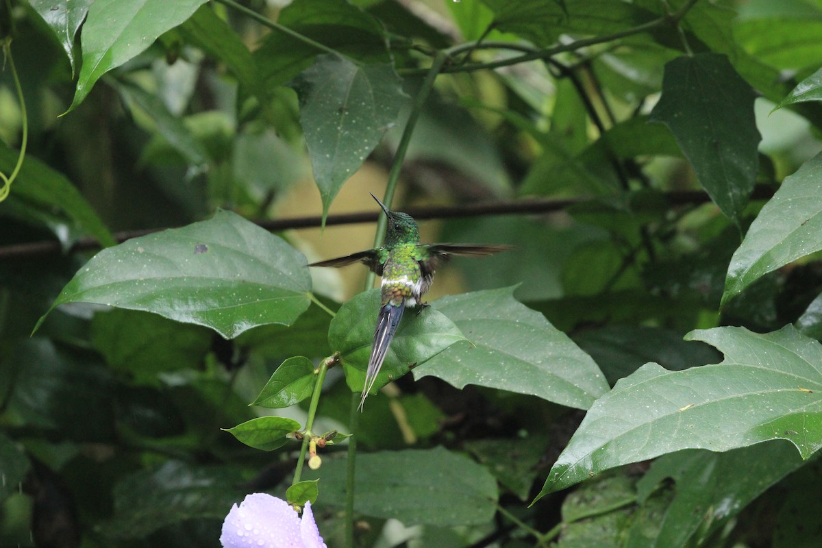 Green Thorntail - ML641711231