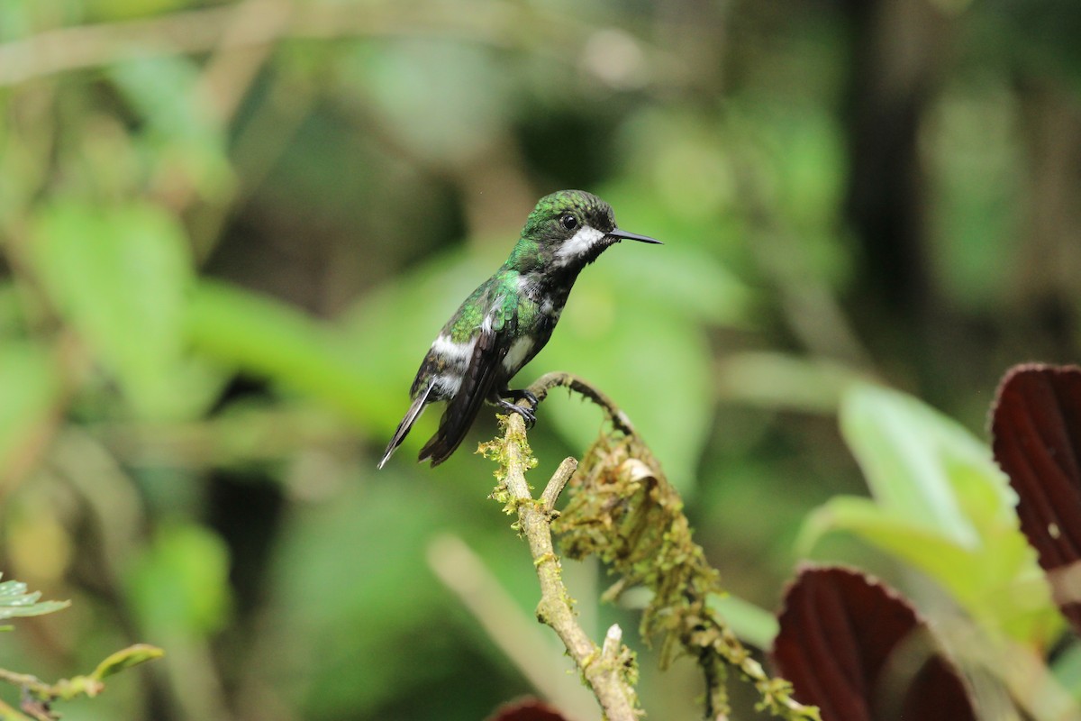 Green Thorntail - ML641711232
