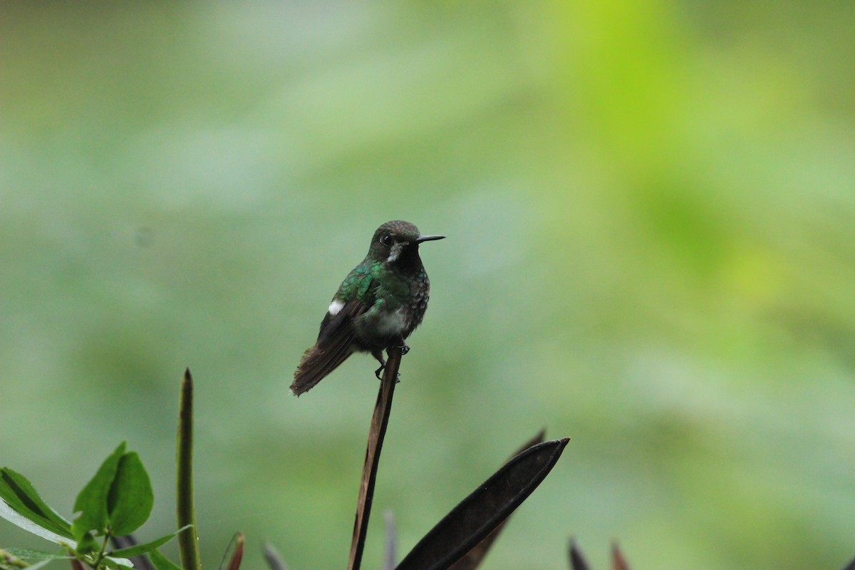 Green Thorntail - ML641711233