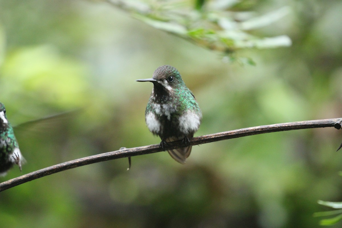 Green Thorntail - ML641711234