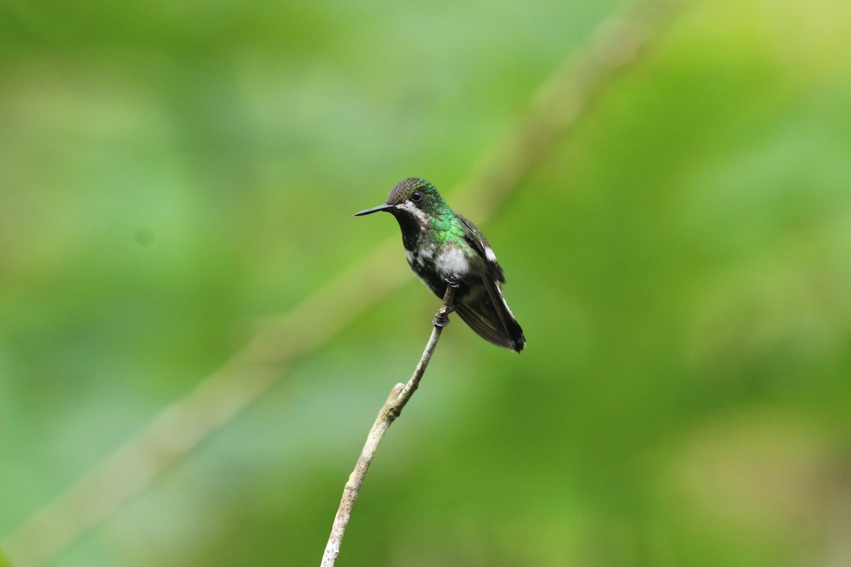 Green Thorntail - ML641711235