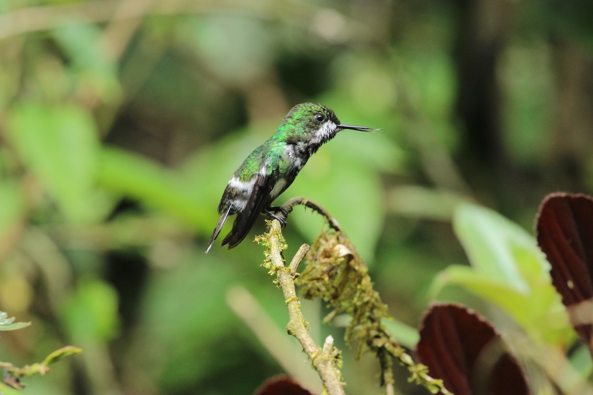 Green Thorntail - ML641711236