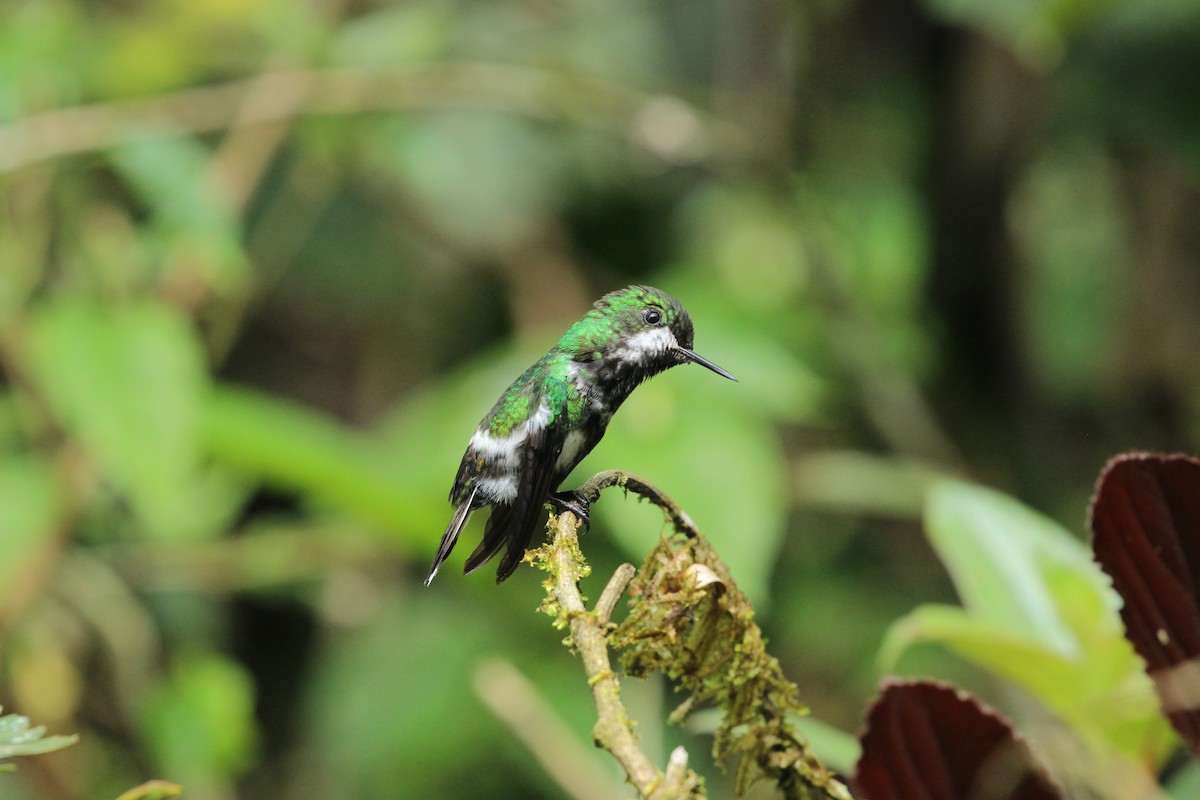 Green Thorntail - ML641711237