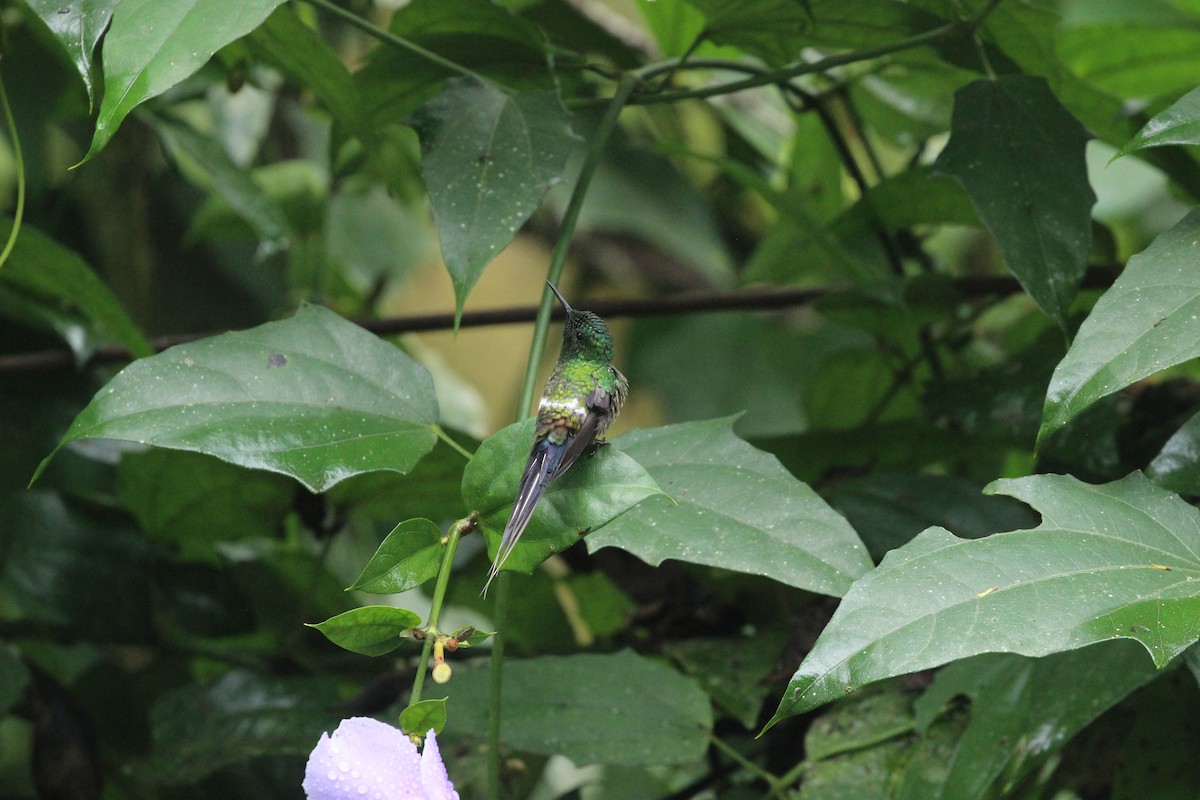 Green Thorntail - ML641711238