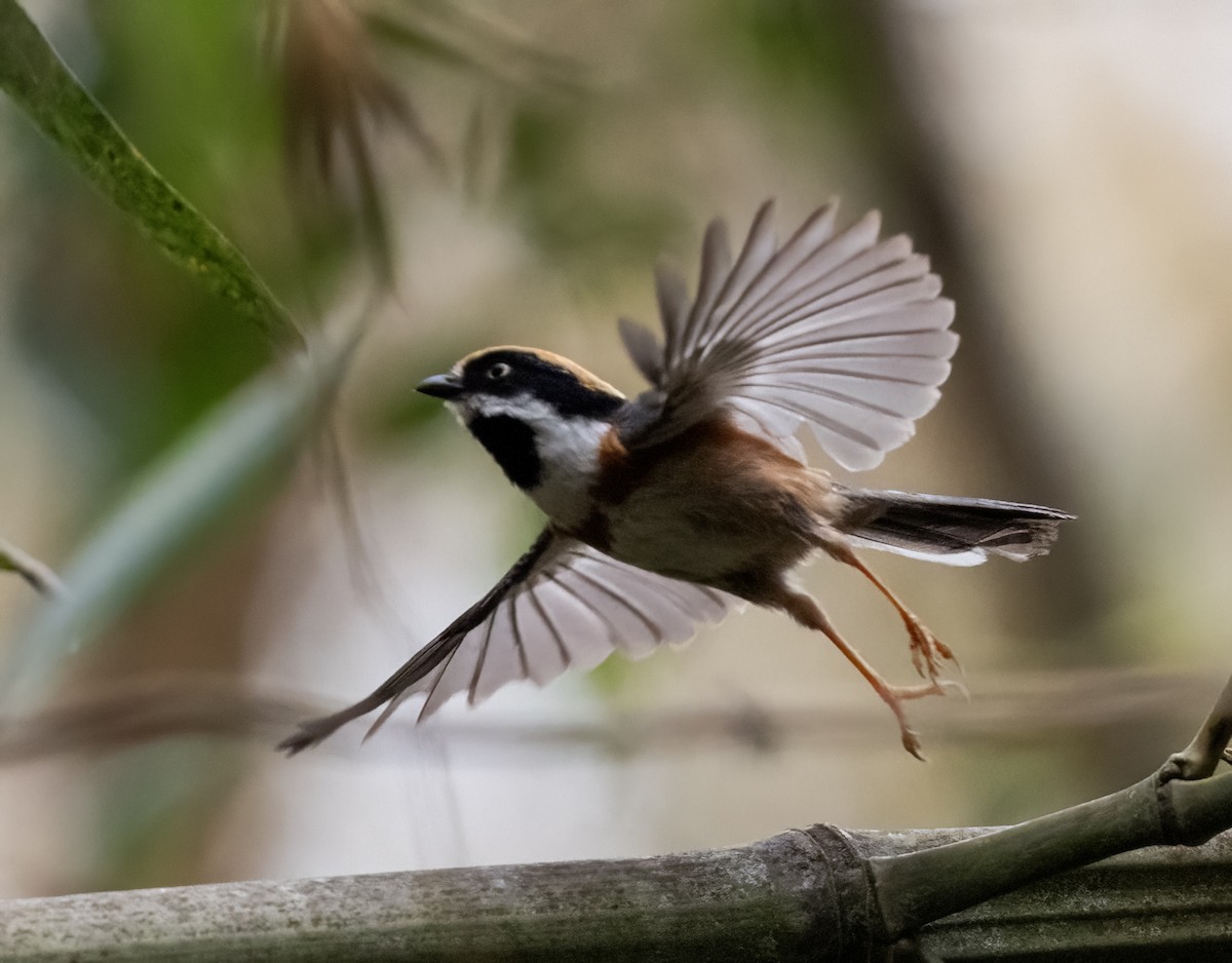 Black-throated Tit - ML641711256