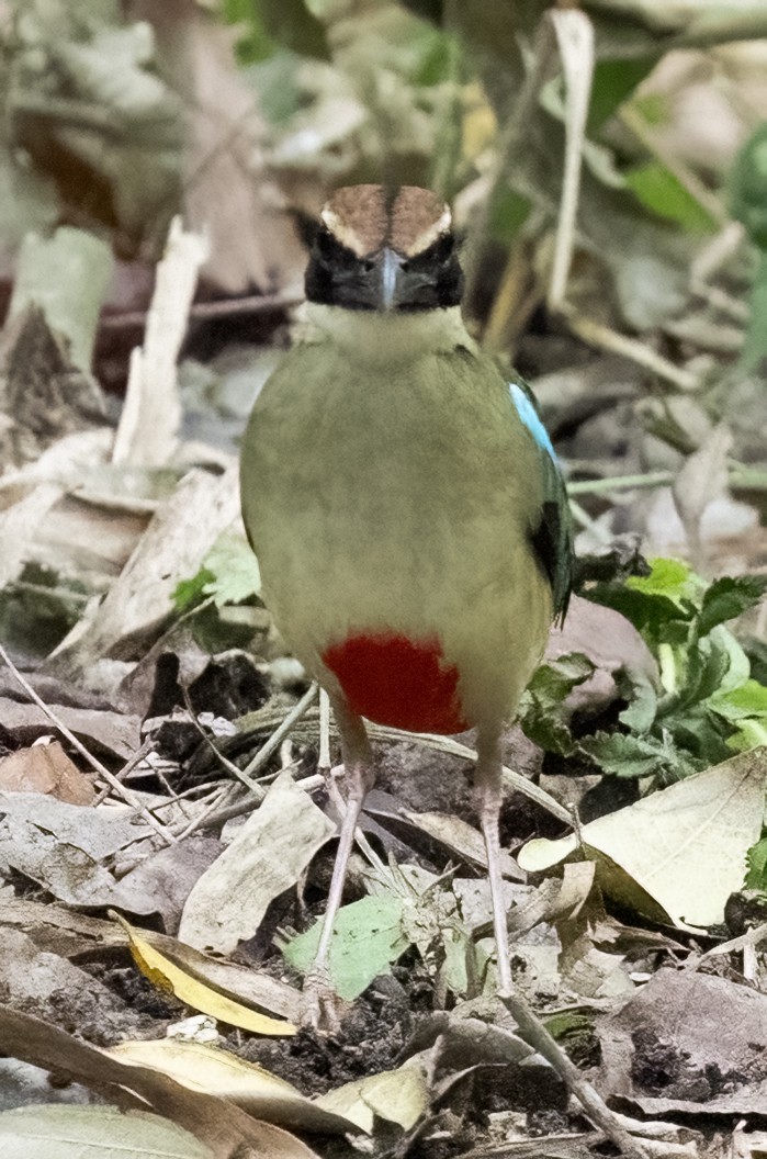 Fairy Pitta - ML641711330