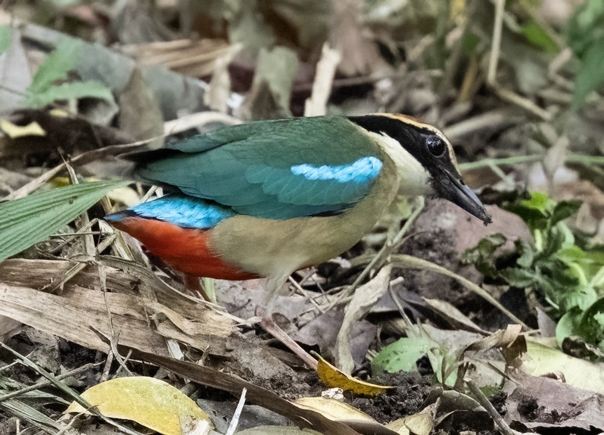 Fairy Pitta - ML641711331