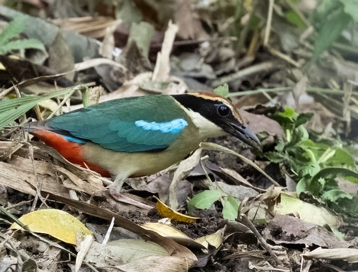 Fairy Pitta - ML641711332