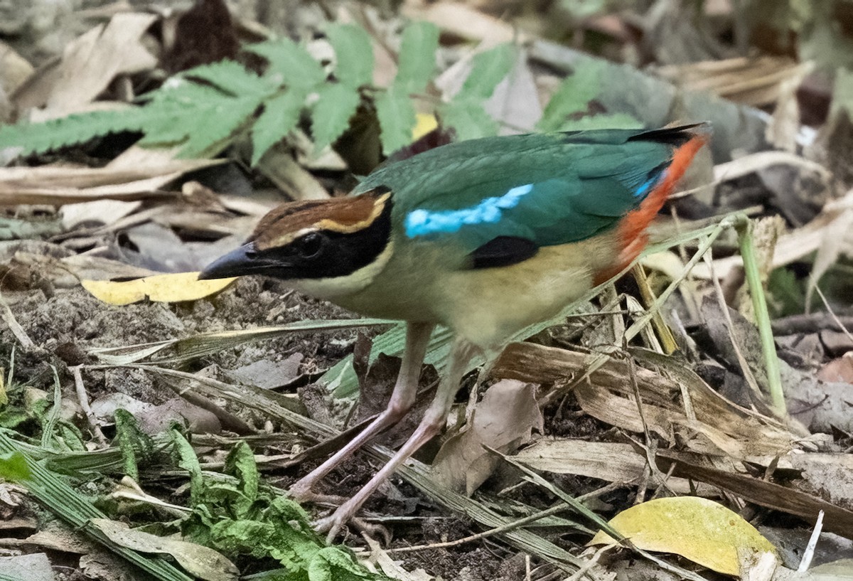Fairy Pitta - ML641711333