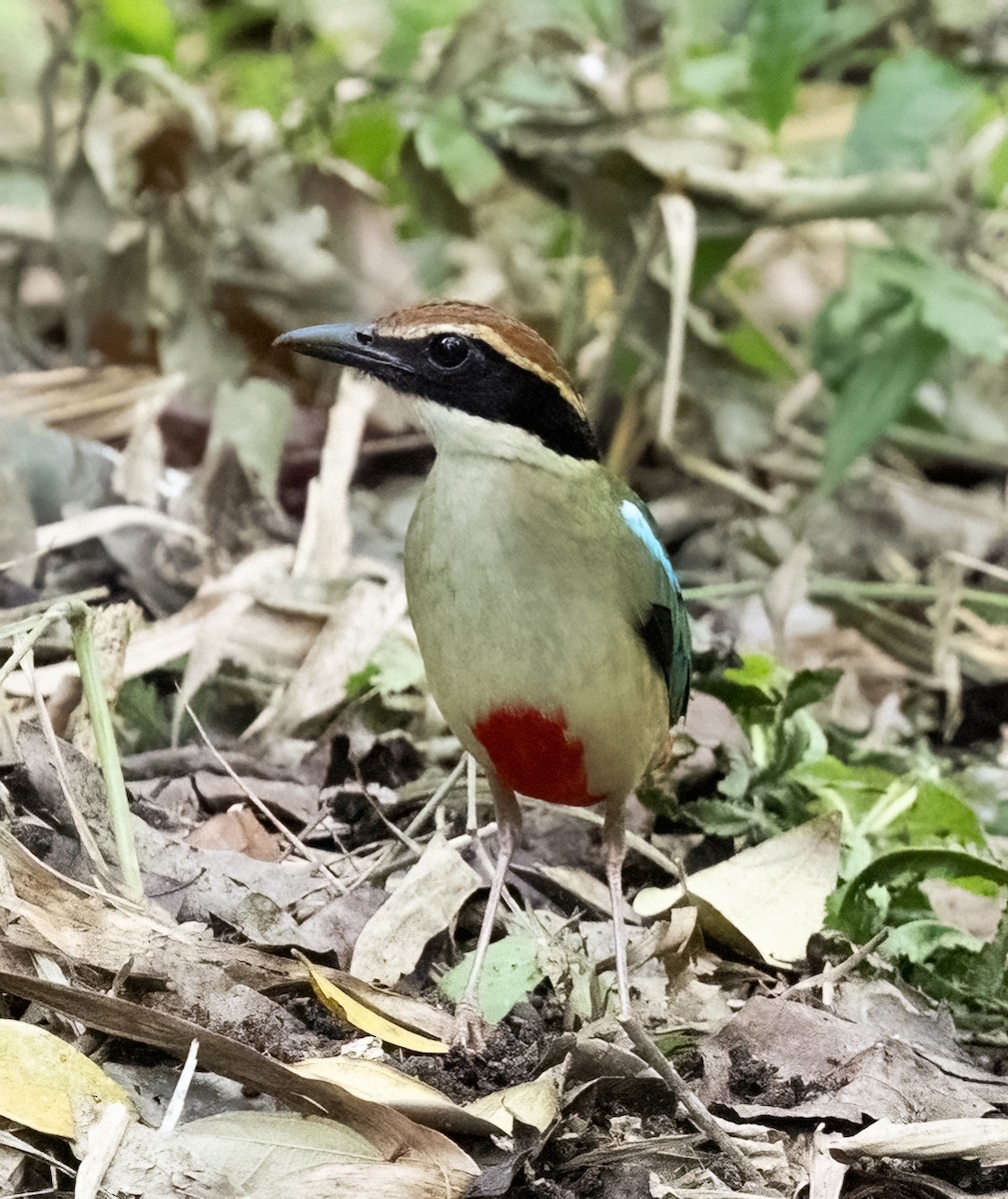 Fairy Pitta - ML641711334