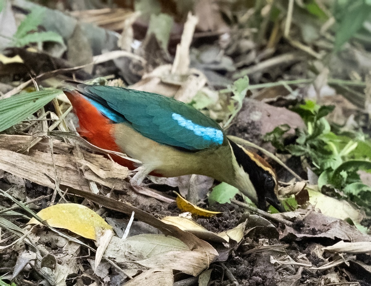 Fairy Pitta - ML641711335