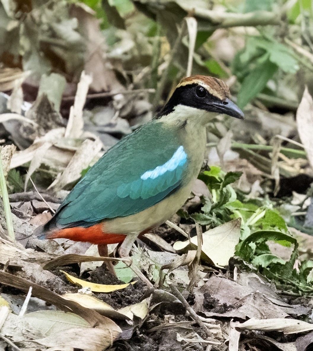 Fairy Pitta - ML641711336