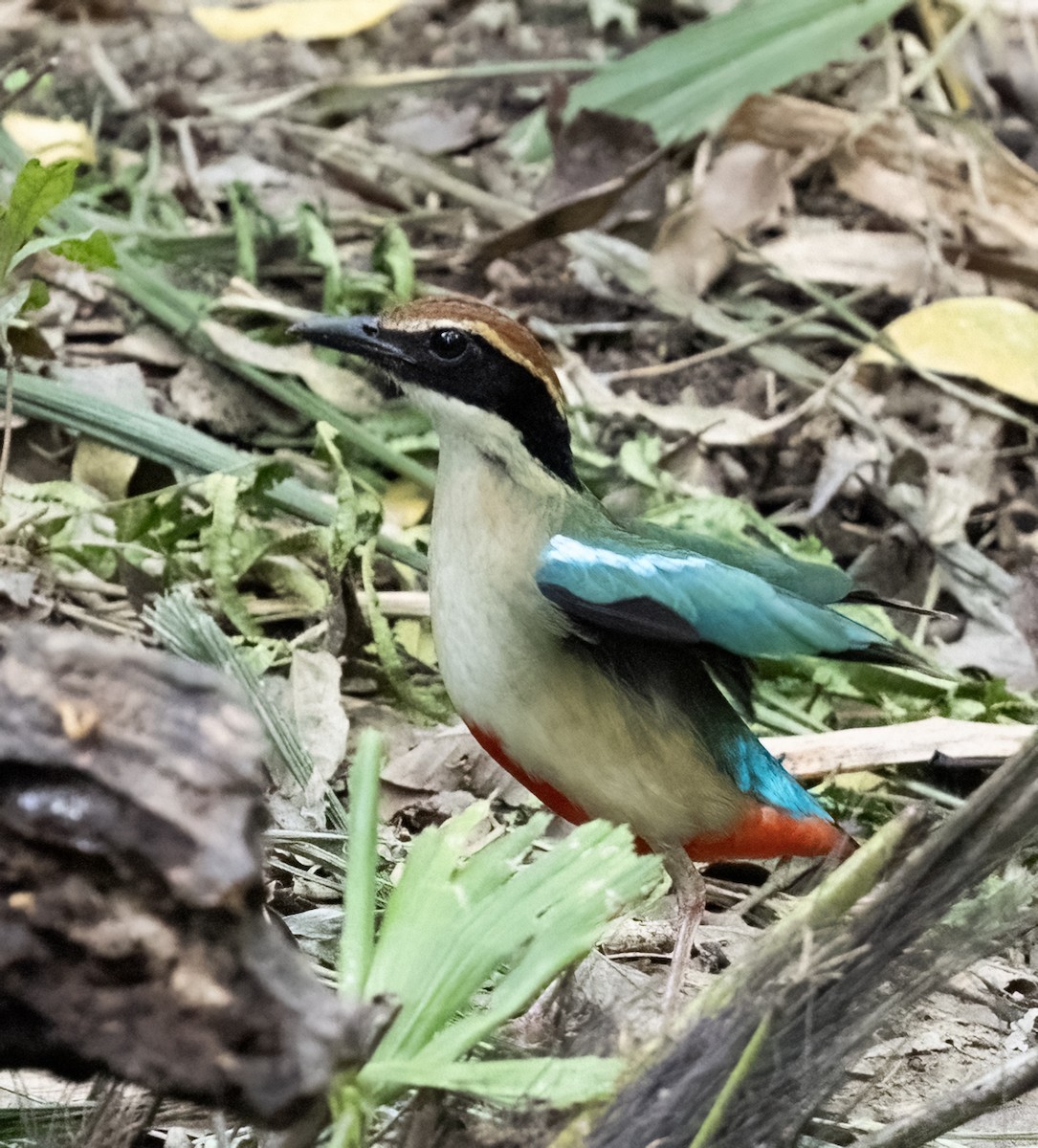 Fairy Pitta - ML641711337