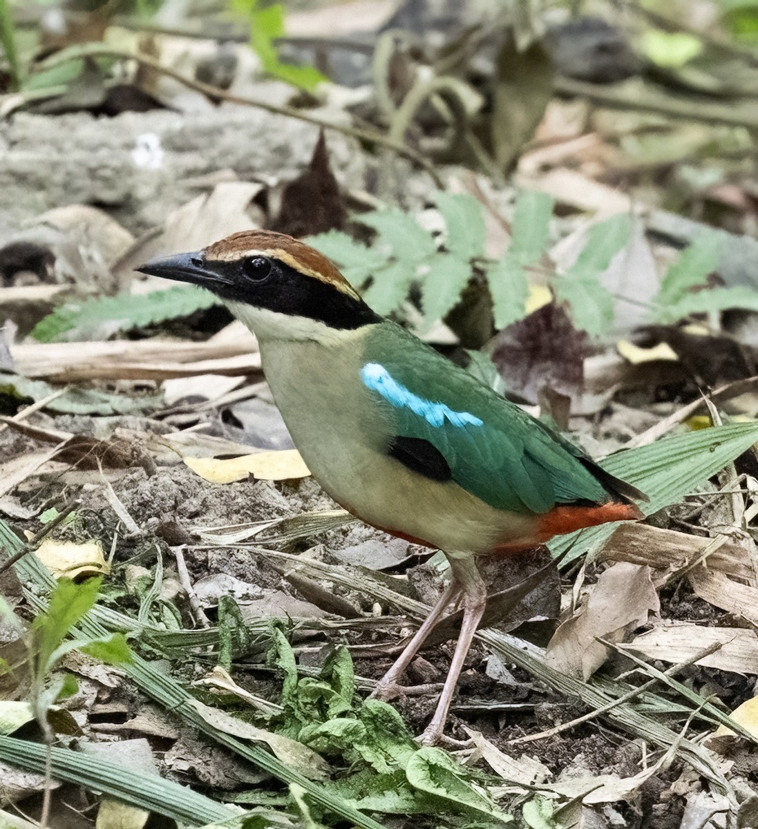 Fairy Pitta - ML641711338