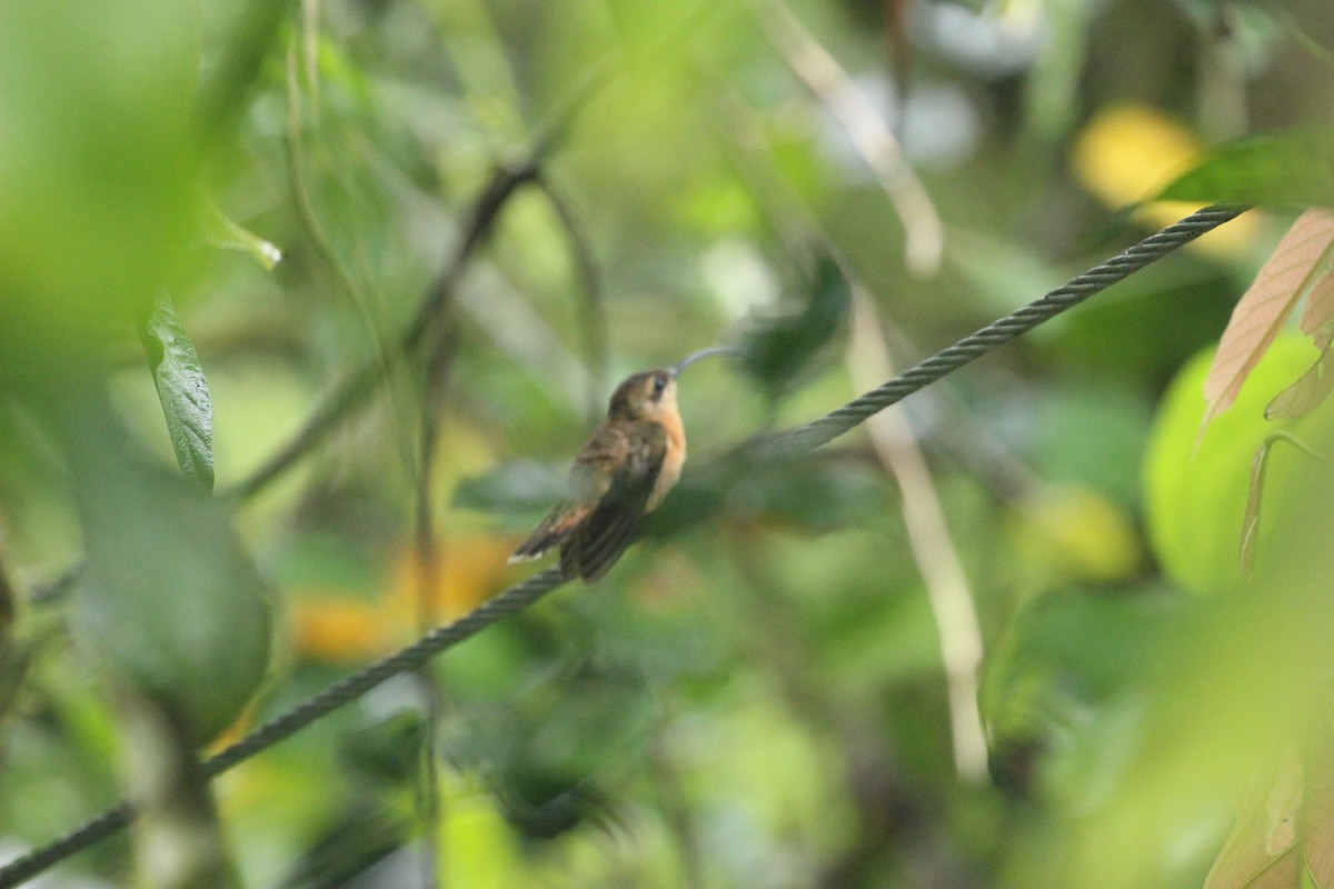 Bronzy Hermit - ML641711349