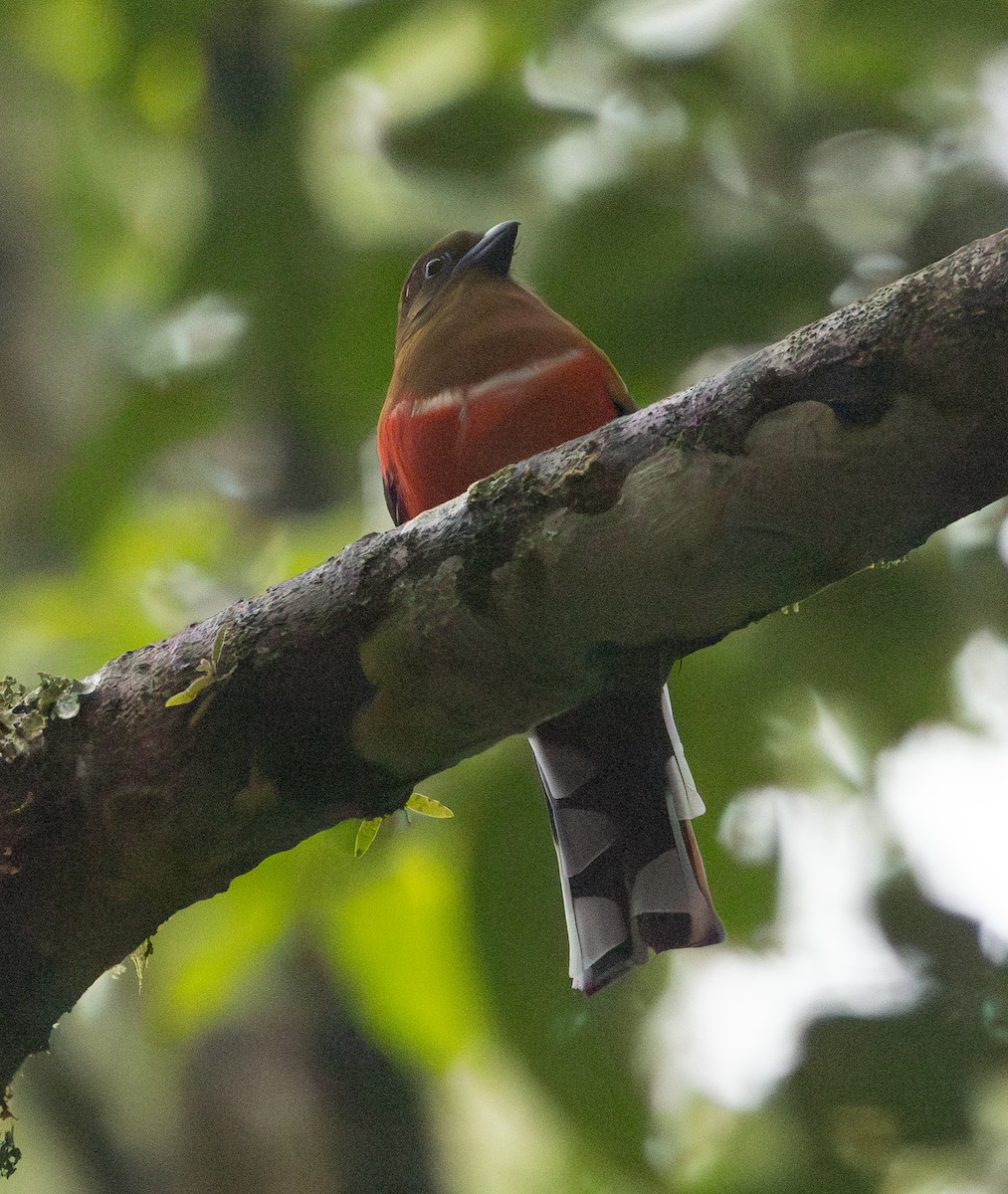 Red-headed Trogon - ML641711352