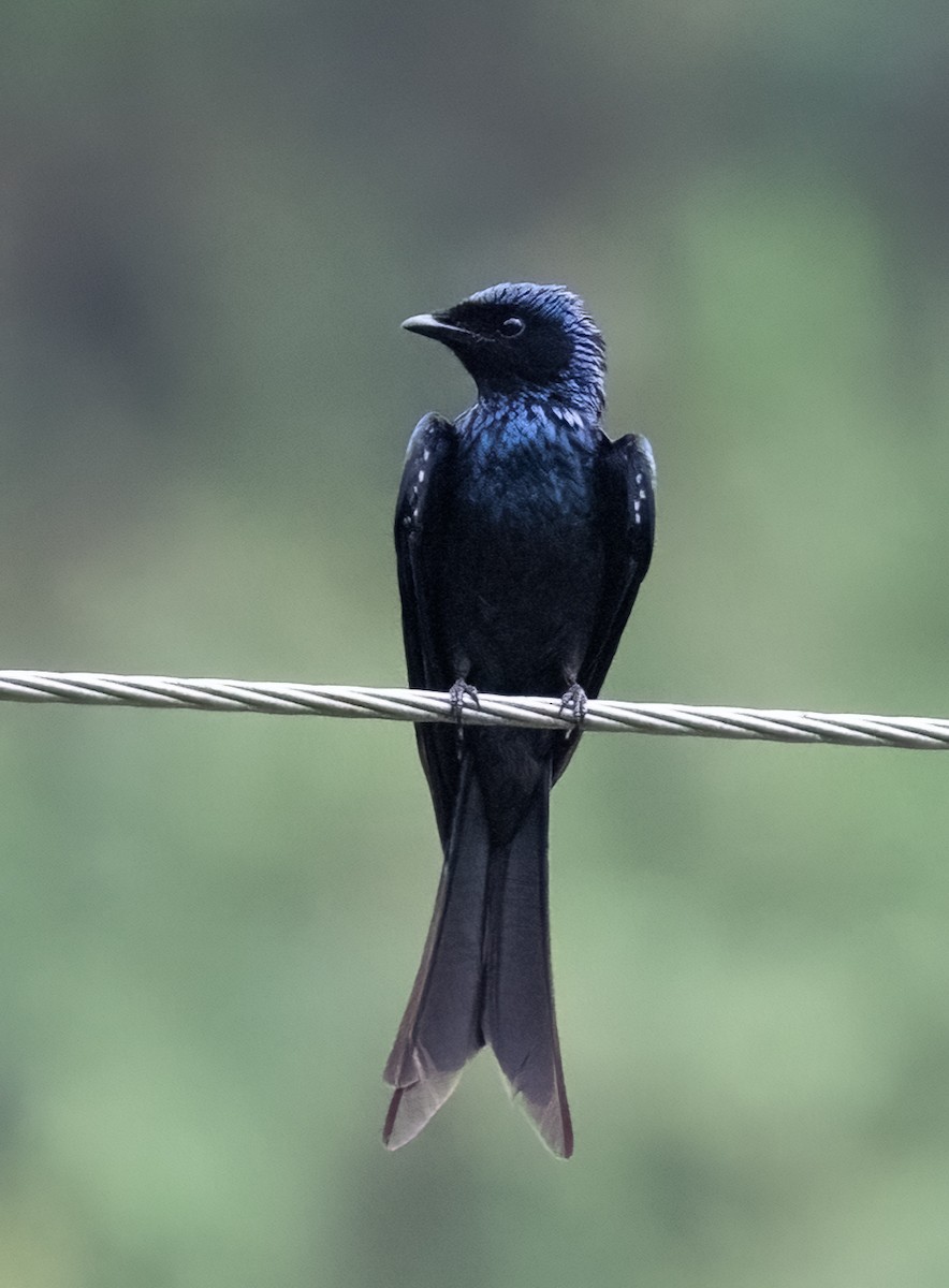 Bronzed Drongo - ML641711354