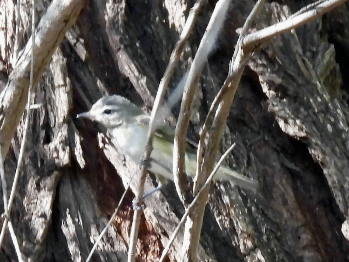sangvireo (swainsoni gr.) - ML641711359