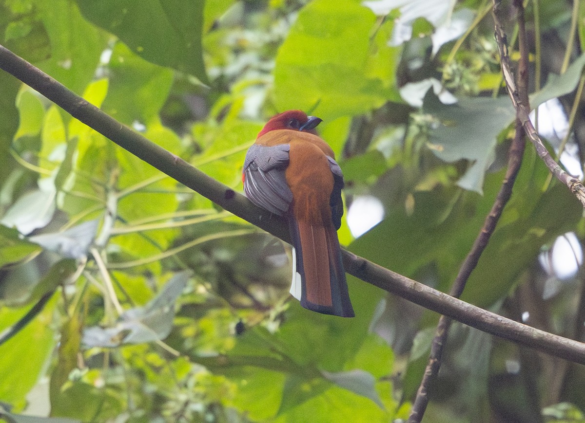 Red-headed Trogon - ML641711363