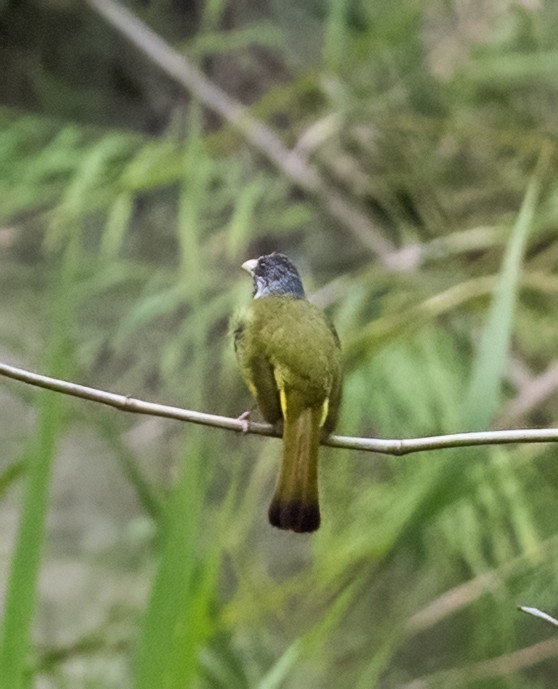 Collared Finchbill - ML641711369