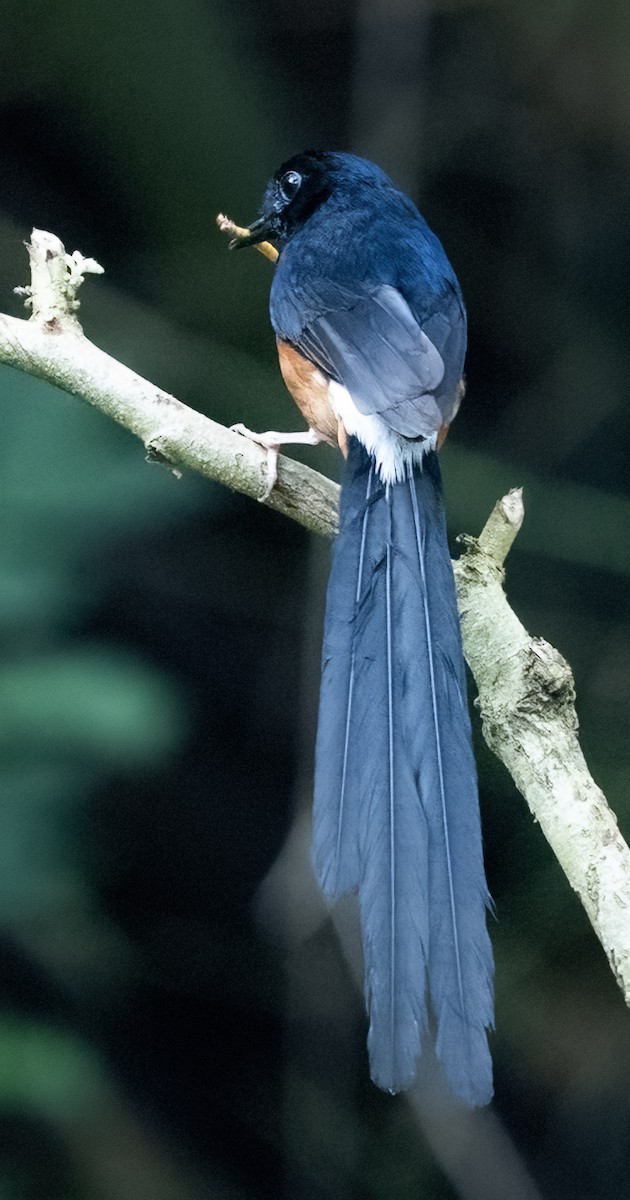 White-rumped Shama - ML641711384