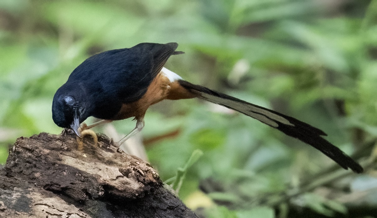 White-rumped Shama - ML641711385