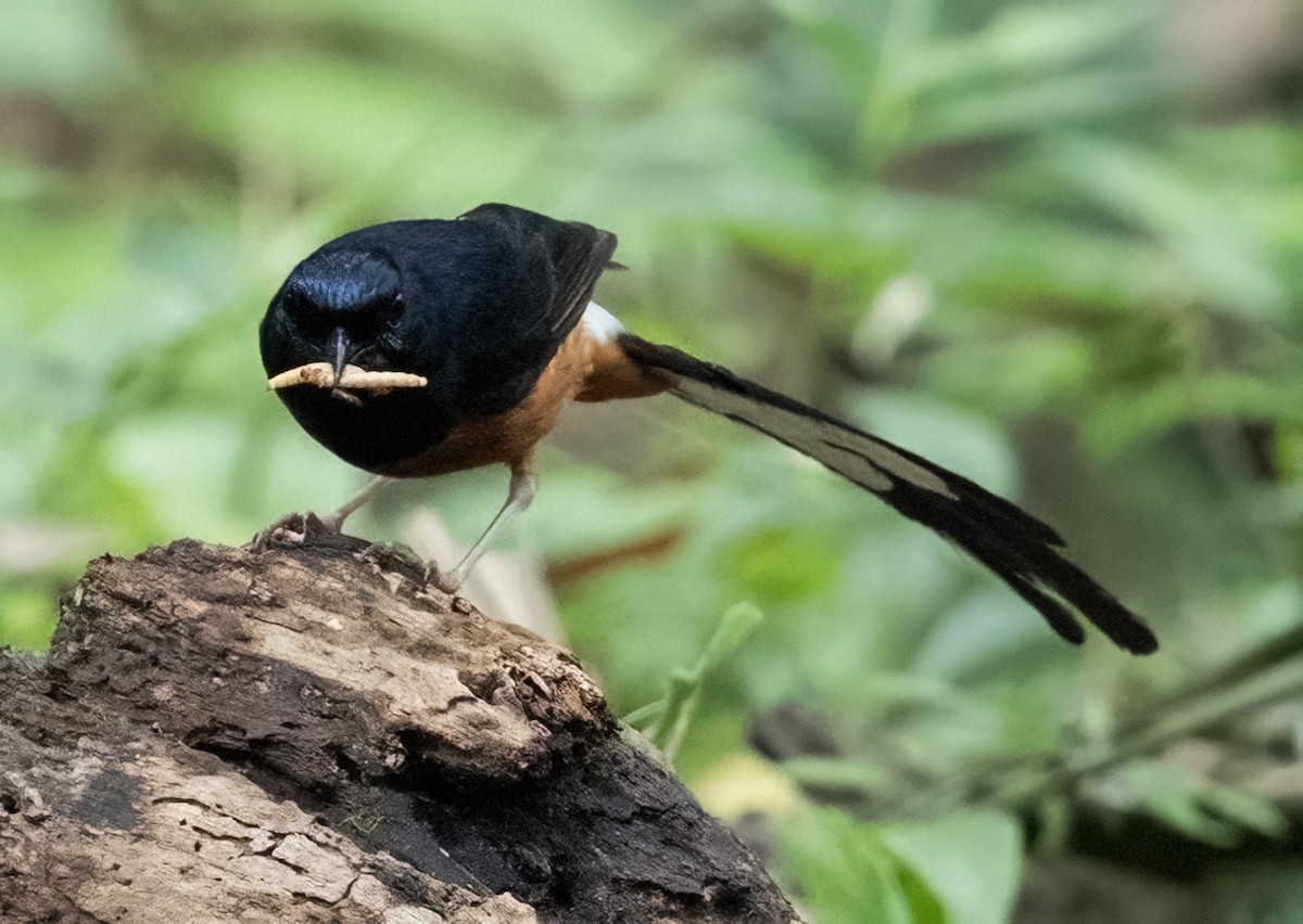 White-rumped Shama - ML641711386