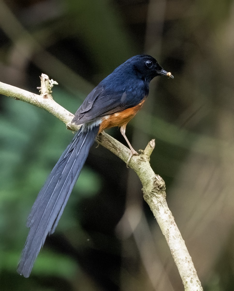 White-rumped Shama - ML641711387